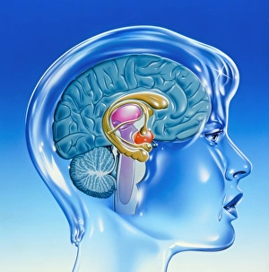 Human Brain Anatomy Drucke: Artwork of the limbic system of the human brain