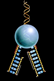 Double Helix Structure Drucke: Artwork of mechanism of DNA replication