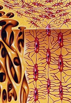 Bilder, datiert 1995: Bild der Mikrostruktur des menschlichen Knochens