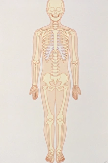 Human Skeleton Drucke: Artwork of a normal human skeleton