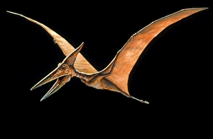 Ancient Marine Life Drucke: Artwork of the pterosaur, Pteranodon sp