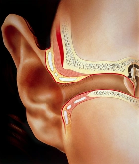 Human Ear Anatomy Drucke: Artwork of section through human ear