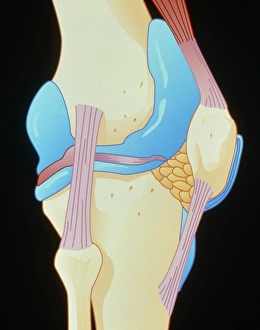 Knee Joint Anatomy Drucke: Artwork showing the structure of the knee joint
