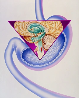 Drucke von Erbrechen: Illustration des menschlichen Erbrechn Mechanismus. Ein Impuls vom Gehirn (innerhalb Dreiecks) stimuliert das Erbrechnzentrum (rot) im Gehirnstumpf Bilder Datiert 2004 April: Bildwerk zeigend den Erbrechungsreflex