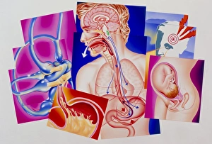 Drucke von Erbrechen. Illustrationen des Mechanismus und Ursachen von Erbrechen im menschlichen Körper. Ein Impuls vom Gehirn stimuliert das Erbrechnetzwerk (grün, oben) in der Rumpfmitte Bilder Datiert 2004 September: Kunstwerk des Erbrechreflexes und Ursachen der Nase anhaltender Übelkeit