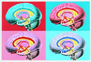 Drucke von Das limbische System. Vier farbige Illustrationen des menschlichen Gehirns, die Strukturen des limbischen Systems hervorheben Andy Warhol Drucke: Kunstwerke, die das limbische System des Gehirns darstellen.