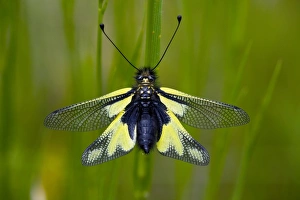 Dragonflies In Europe Drucke: Ascalaphid