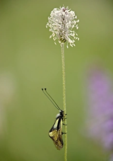 Drucke von Ein Ascalaphiden Insekten (Libelloides coccajus) ruht auf einem Stiel der Haarwoll-Pflanze (Plantago media), um Morgen zu beginnen. Aufgenommen im Juni Bilder Datiert 2006 Juni: Der Ascalaphid auf dem Stiel der Haarschafstange