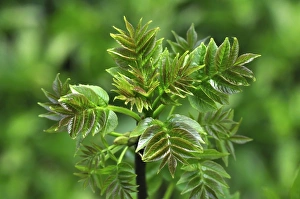 British Woodland Scenes Drucke: Ash leaves