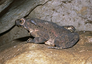 Drucke von Der asiatische Riesenfrosch (Bufo asper) auf einer Felsplatte im Lizenitloch. Dies ist der größte Frosch des Malaiischen Halbmonds und wird häufig entlang von Flüssen und Gewässern gefunden Bilder Datiert 2006 Dezember: Asiatischer Riesenkroakodil