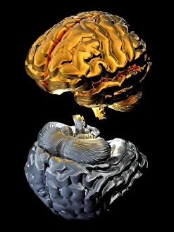 Neurology Images Drucke: Aspects of human brains
