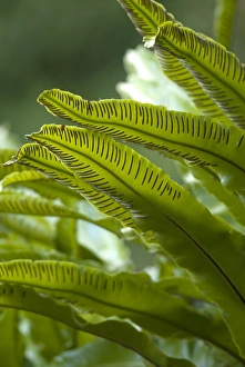 Autumn Foliage Photos Drucke: Asplenium scolopendrium C016 / 4368