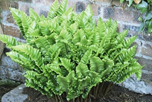 Exotic Plant Photography Drucke: Asplenium scolopendrium Crispum Nobile