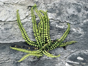 Asplenium Trichomanes Drucke: Asplenium trichomanes