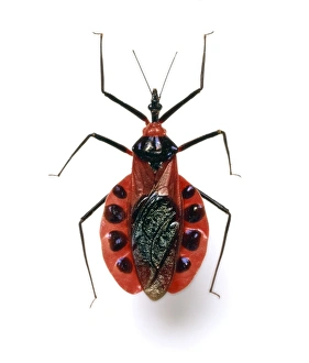 Assassin Bug Drucke: Assassin bug C016 / 5673