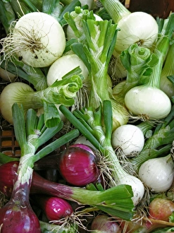 Allium Cepa Images Drucke: Assorted alliums