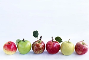 Fresh Apples Drucke: Assorted apples C014 / 1516