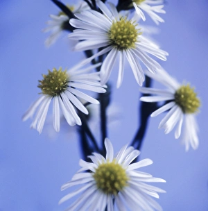 Fresh Cut Flowers Drucke: Aster flowers (Aster sp. )