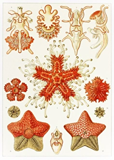 Ernst Haeckel Art Drucke: Asteroidea organisms, artwork