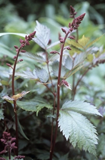 Ornamental Perennials Drucke: Astilbe (Astilbe sp. )