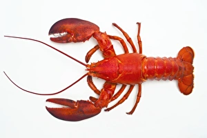 Drucke von Der Atlantische Krabben (Homarus americanus). Dieser Krebs wird auf der Ostküste Nordamerikas gefunden und ist auch als amerikanischer Kreb bekannt Bilder Datiert 2011 April: Atlantischer Krebs