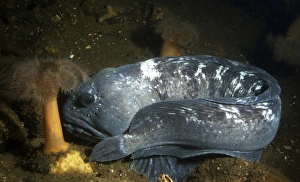 Anarhichas Lupus Drucke: Atlantic wolffish resting