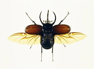Invertebrate Animals Drucke: Atlas beetle