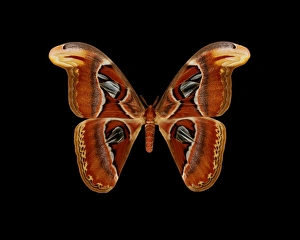 Sechstentakel-Maulwurm