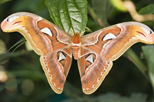 Drucke von Der Atlas-Mantelwurm (Attacus atlas) ist ein besonders geformtes Schmetterling und der größte weltweit vorkommende Insekt. Es kann in Indien, China, Malaisien und Indonesien gefunden werden Bilder Datiert 2006 November: Sechstaufer Mohnmotte