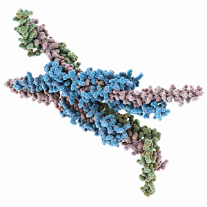 Cellular Energy Production Drucke: ATPase molecule
