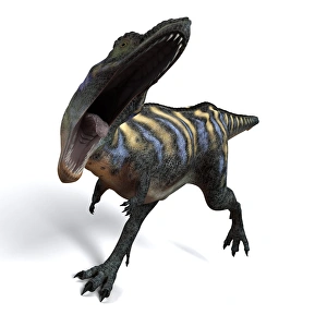 Large Carnivorous Dinosaurs Drucke: Aucasaurus dinosaur, artwork