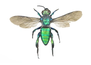 Drucke von Die Schweißbiene (Augochlora pura). Die Schweißbienen werden genannt, weil sie oft an Perspirationsstellen angezogen werden. Dieses Exemplar stammt aus Brasilien Bilder Datiert 2011 Oktober: Süßvogelfeuerbienen (Auch bekannt als Augenchen-Sweatbee)