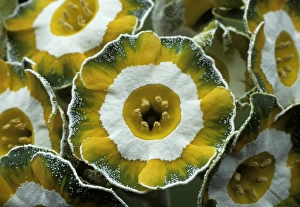 Auricula Flowers Drucke: Show auricula Hinton Fields flowers