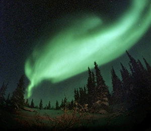 Drucke von Aurora borealis über Bäumen gesehen durch ein Fischaugenobjektiv. Diese farbige Lichtshow (Nordlichter) ist in der Nacht am Himmel bei hohen Breiten sichtbar Bilder Datiert 2002 August: Nordlicht