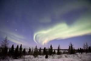 Solar Wind Effects Drucke: Aurora borealis over trees