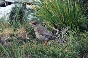 Falkland Islands Nature Photography Drucke: Austral thrush