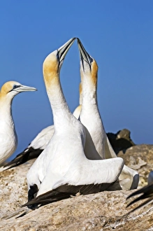 Bird Mating Rituals Drucke: Australasian gannets