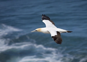 Gannet In Flight Drucke: Australian gannet