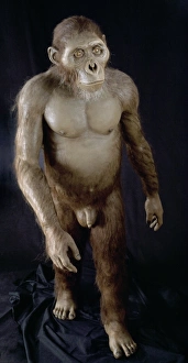 Early Human Evolution Drucke: Australopithecus afarensis