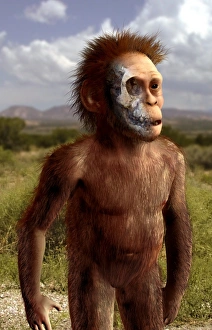 Australopithecus afarensis Kunstwerk