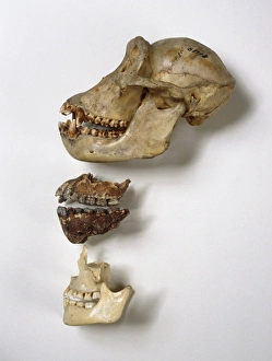 Bilder Datiert 11. März 2013: Aufnahme des unteren Kiefers von Australopithecus afarensis
