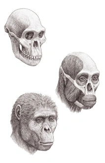 Early Human Evolution Drucke: Australopithecus africanus