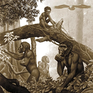 Early Human Evolution Drucke: Australopithecus africanus, artwork C013 / 9570