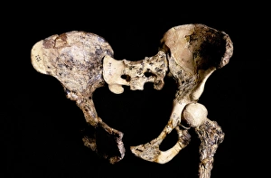 Drucke von Australopithecus africanus pelvis (STS-14). Dieses Fossilbeispiel wurde 1947 in Sterkfontein, Südafrika entdeckt Bilder Datiert 2013 April: Ein australopitheciner Pelviss, Sts - 14 ,C0 15/6 919