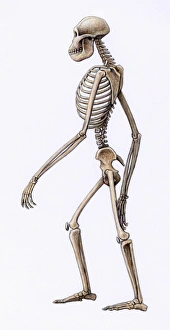 Afrikanischer Schädel des Australopithecus