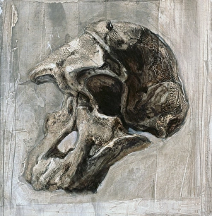 Early Human Ancestors Drucke: Australopithecus africanus skull