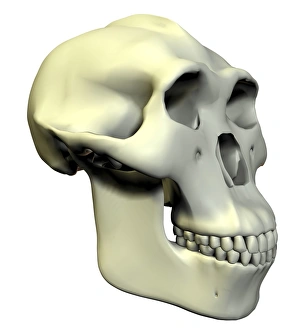 Drucke von Australopithecus boisei Schädel, Computerzeichnung. Australopithecus boisei war ein Hominid, der in Afrika zwischen etwa 2,3 und 1,3 Millionen Jahren gelebt hat Bilder Datiert 2006 August: Australopithecus boisei Schädel