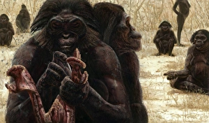 Early Human Evolution Drucke: Australopithecus culture