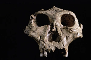 Drucke von Der Schädel von Australopithecus robustus aus frontaler Ansicht: A Bilder Datiert 2006 Oktober: Australopithecus robustus Schädel