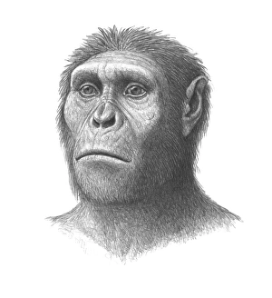 Drucke von Australopithecus sediba: Kunstwerk des Kopf eines jungen männlichen Hominiden-Australopithecus sediba aus Südafrika um 1,8 Millionen Jahre vor unserer Zeit Bilder Datiert 2010 Juni: Australopithecus sedibahaupt